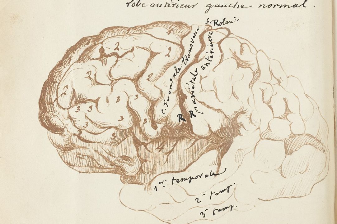 Attention and Atención: How Language Proficiency Correlates with Cognitive Skills Illustration for news: Attention and Atención: How Language Proficiency Correlates with Cognitive Skills